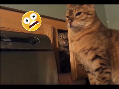 Funny cats compilation - 2021 😂 #1 - YouTube