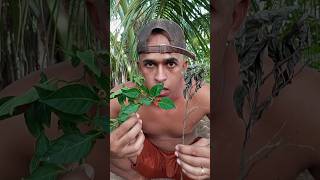 pé de pimenta #viralvideo #viral
