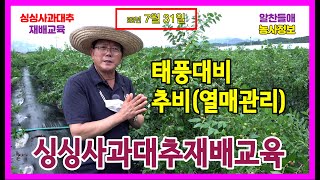 싱싱 사과대추 재배교육 220731 , 태풍대비, 추비, 배수관리 , 알찬들애 싱싱사과대추 4k