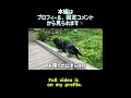 連休明けに会いに行ったら飛んできたカラス #カラス #crow
