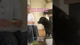 Percy the Labrador waiting patiently for his Bagel