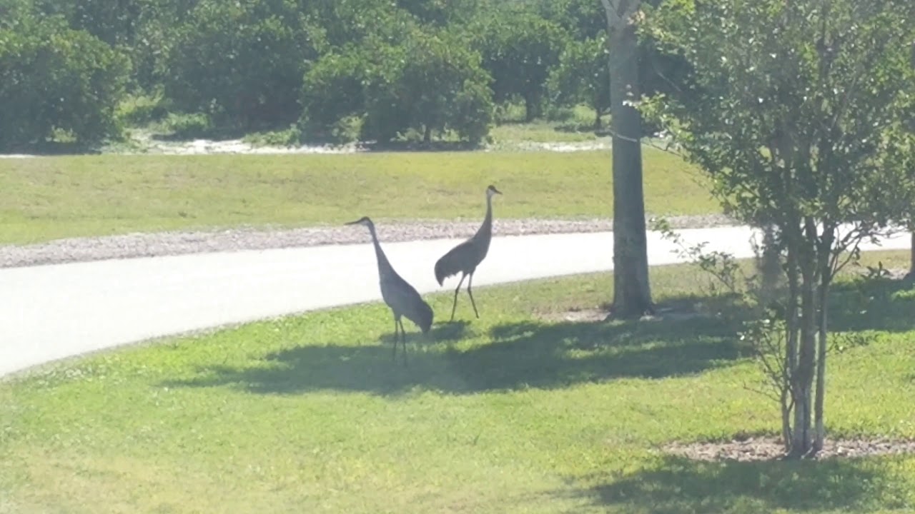 Sandhill cranes performing a dancing ritual. YouTube