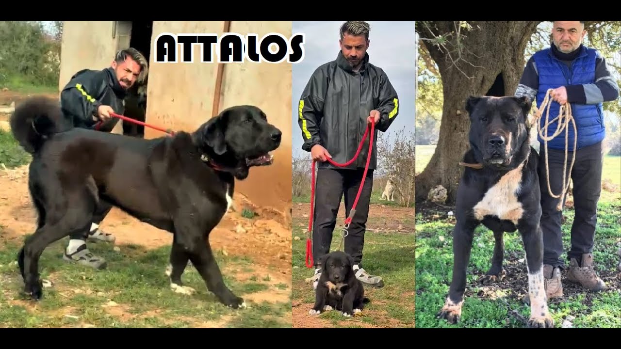 ФЕНОМЕН СМОЛОВОГО ЦВЕТА СОБАК, КОТОРЫЙ ПОСМОТРЕЛИ +40 МИЛЛИОНОВ