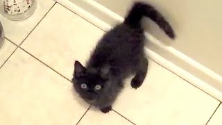 Embarrassed Kitten Meows and Runs Away