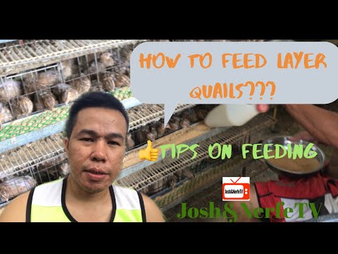 Video: How To Prepare Compound Feed For Quails