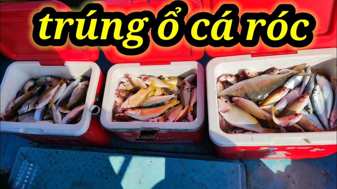 10#...Câu Cá Giải Trí (Đạt Đề Gi)... trúng ổ cá 🐟 Róc.... - YouTube