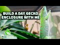 Building a bioactive enclosure for day geckos