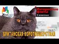 Британская кошка - Интересные факты о породе