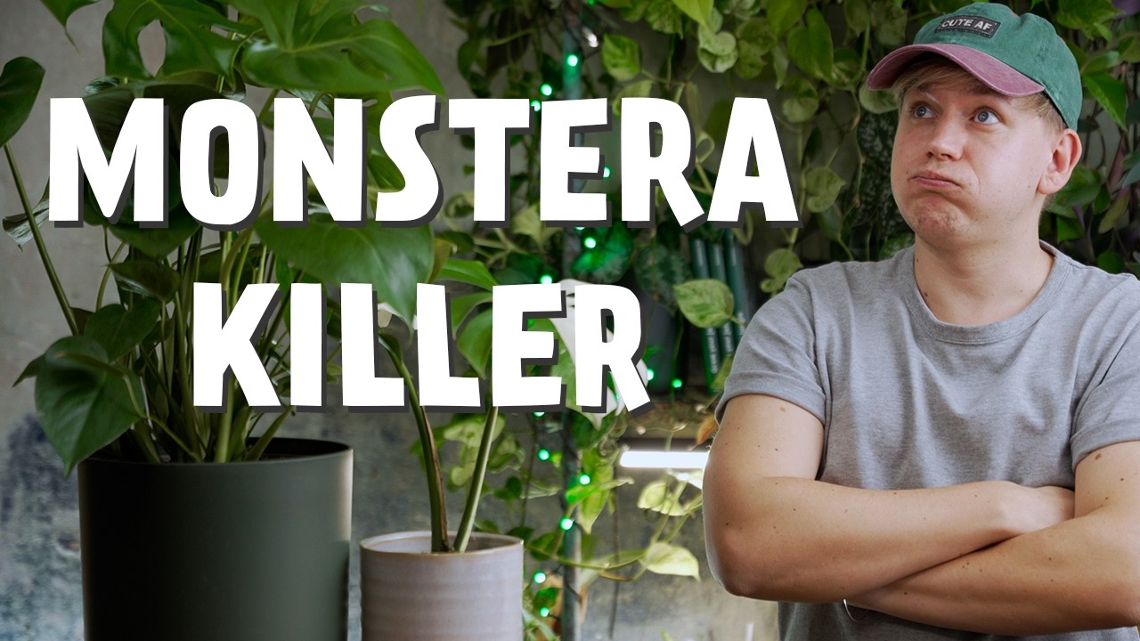 Diese 5 Fehler HASST deine Monstera und ich habe sie ALLE gemacht ❌ (Fensterblatt)