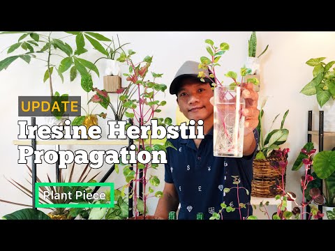 IRESINE HERBSTII PROPAGATION UPDATE | Plant Piece Ep. 06