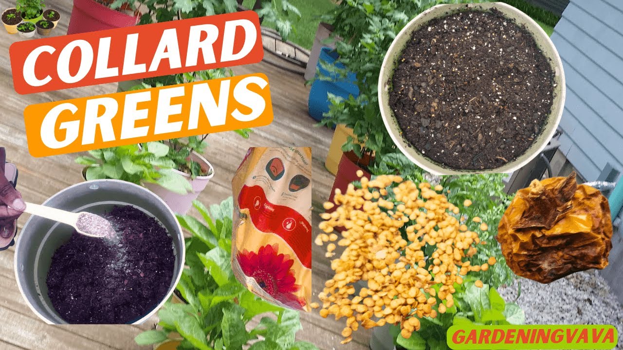 Grow Collard Greens Seed in 30 Days or LESS! | #Gardeningvava - YouTube