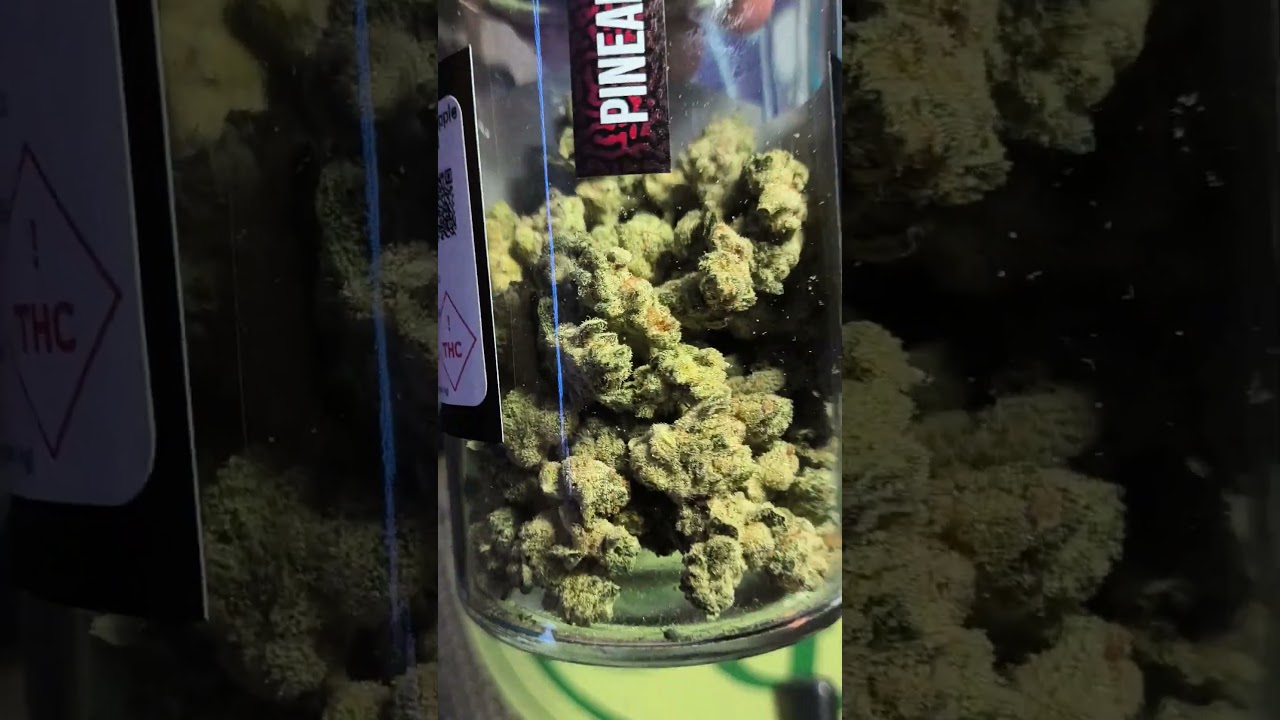 Seed Junky Pineapple FRUZ! (Sativa)