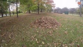 jumping into pile of leaves