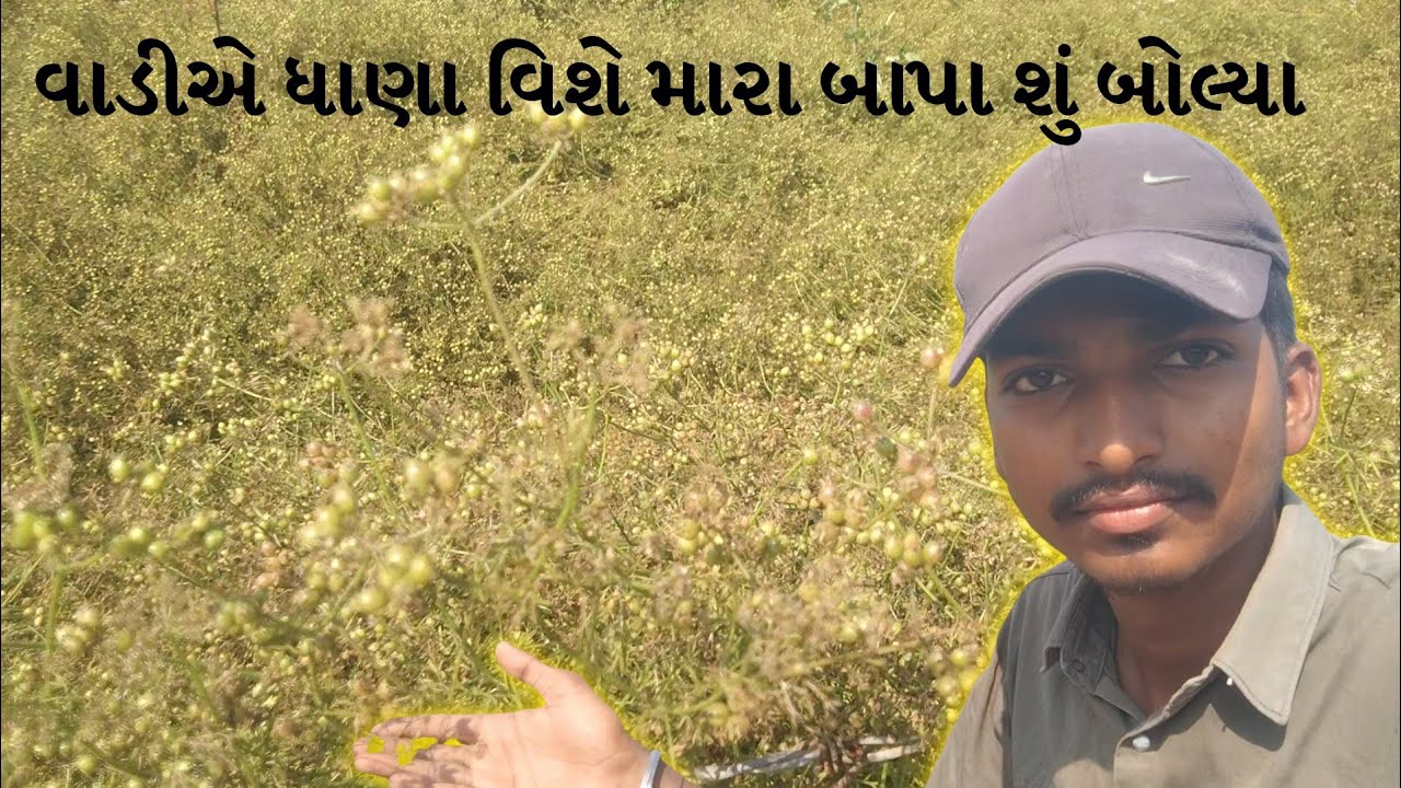 વાડીએ ધાણા વિશે મારા બાપા શું બોલ્યા 🤔 || New Gujarati Vlog ||#vlog #viralvideo #shortvideo #farming