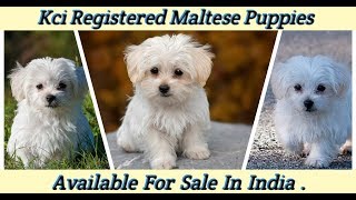 Kci Registered Maltese Puppies Available For Sale