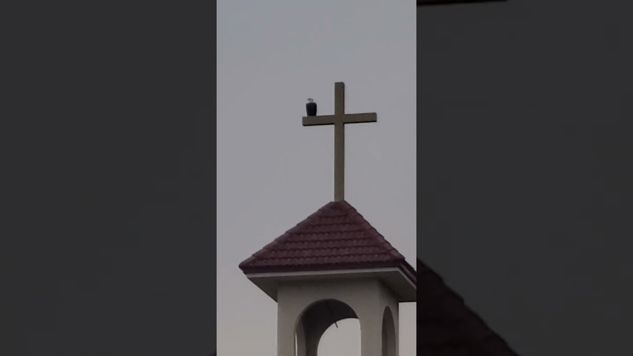 Bald eagle perched on the cross at St Leo's Catholic Church Beaumont Rd Bonita Springs, Florida
