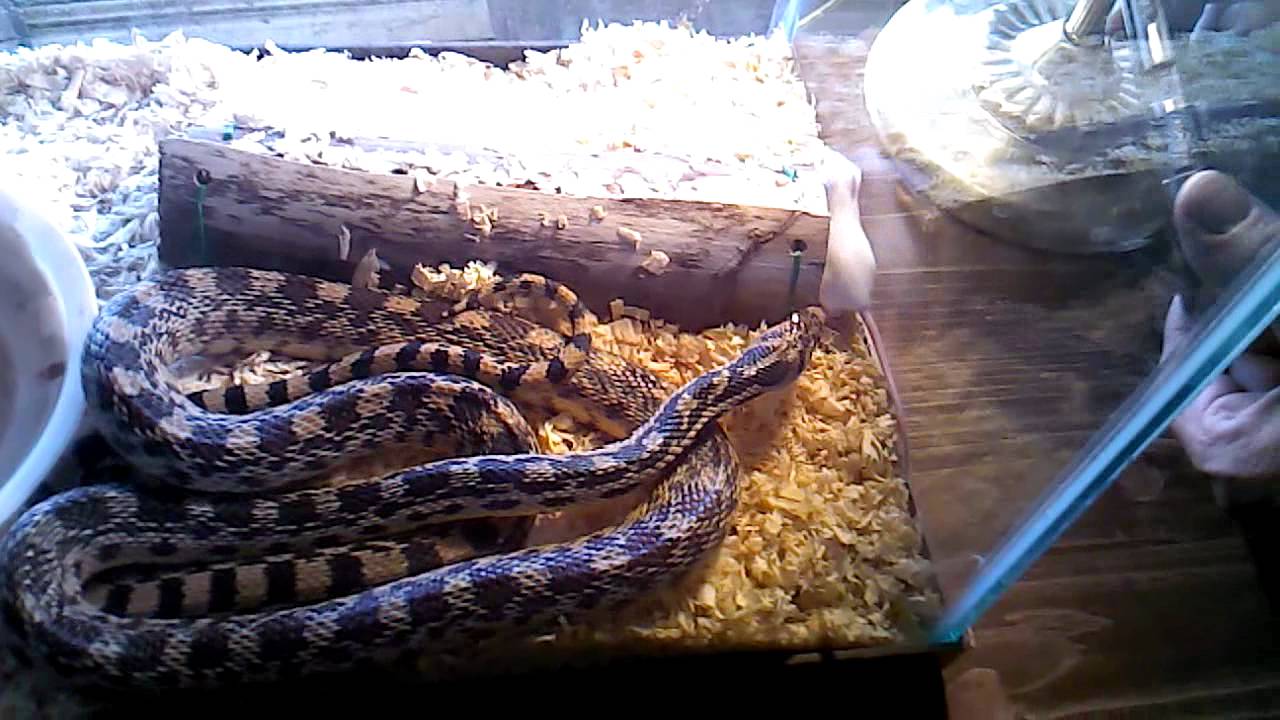 3 months old baby weight in kgs Feeding My 6' Gopher/Blow Snake