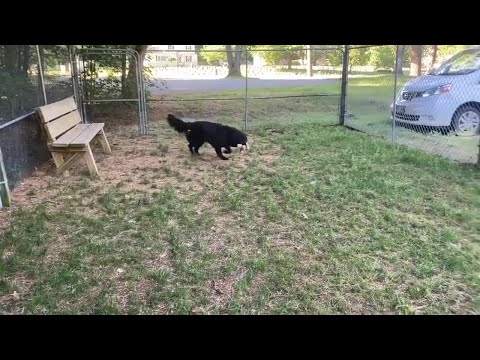 Dog rescued in 2019 seeks forever home in NH