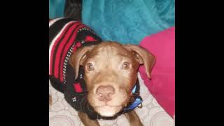 Trial intro and a video of a baby Marvel. Oh, cuteness overload!!!