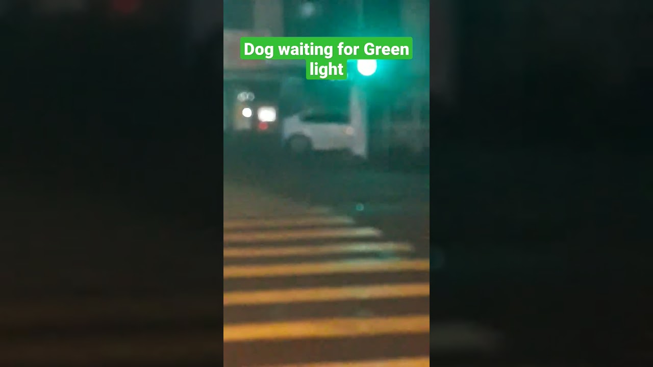 🇦🇲funny Dog,waiting for green light,Yerevan