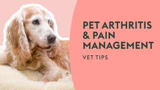 Pet Arthritis & Pain Management | Vet Tips