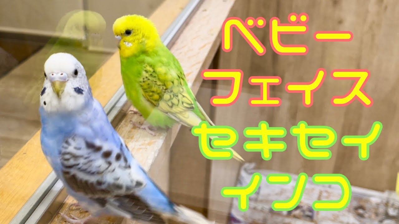 ことりカフェ心斎橋】小鳥と触れ合える⁉ 話題のコンセプトカフェで