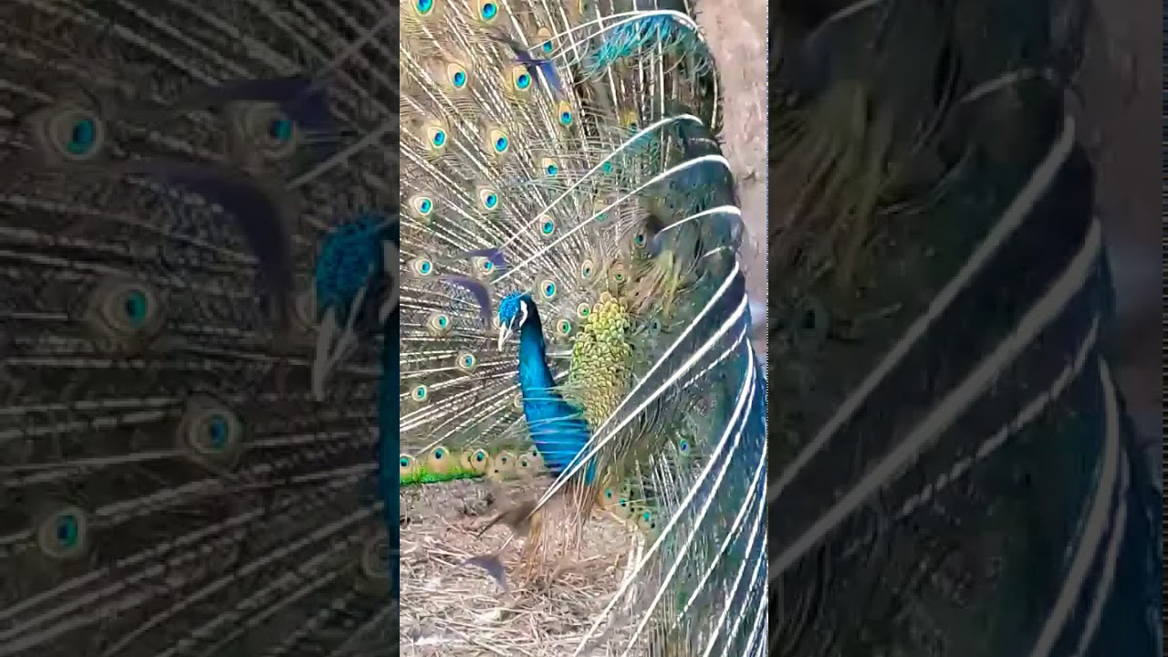 Existe Algum Ritual De Acasalamento Do Pavão