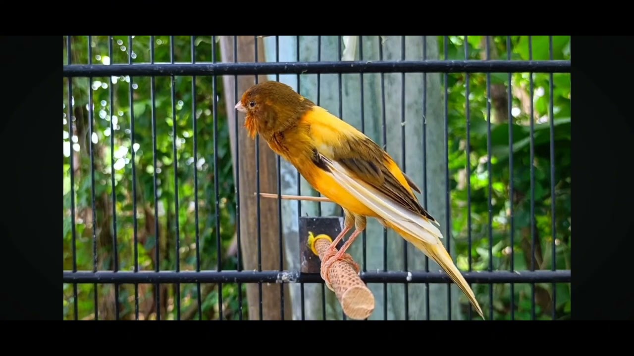 Kenari gacor buwat mesteran atau paud bisa gacor