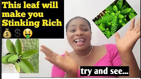 This leaf will make you Stinking Rich💰💲🤑
