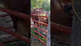 Brahman rojo San Lorenzo Tuxtepec Oaxaca México WhatsApp 2878832330