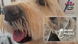 Gunky Muzzle with Minnie the Doodle!  How to deal with a messy muzzle #petcare by Gina's Grooming 667 views 5 months ago 3 minutes, 31 seconds
