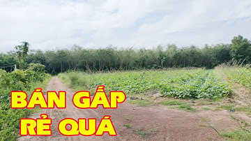 Bán gấp đất vườn 8159m2 ngay 2 mặt tiền đường ô tô để dành trồng cây lập vườn Bố Lớn Hòa Hội CT TN
