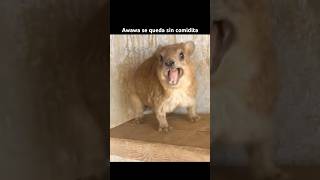 Awawa Se Queda Sin Comidita