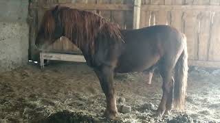 Horse stallion 836