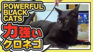 力強い黒猫