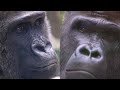 About Why Silverback gorilla has been ill. And About Female Gorilla Genki. | Kyoto Zoo