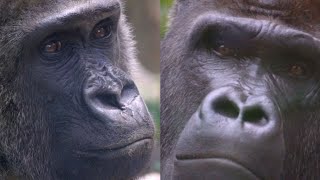 About Why Silverback gorilla has been ill. And About Female Gorilla Genki. | Kyoto Zoo