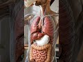 What happens inside your body when you drinking Milk Daily #health #animation #sleepsolution