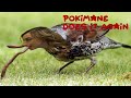 Pokimane should quit