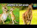 कंगारू एक प्यारा सा जानवर Kangaroo Documentary in Hindi, Wild Animals in Hindi, Kangaru Video, Pouch