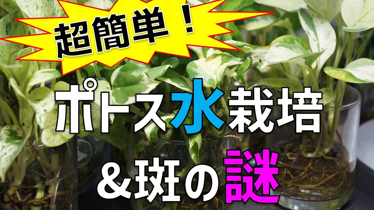 人気観葉植物 管理が楽 ポトスの水栽培について 増やし方 肥料 斑入り Youtube