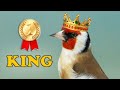 GOLDFINCH 12h New King for Training