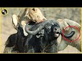 The greatest fights in the animal kingdom  lion vs buffalo