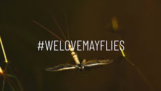 We Love Mayflies