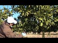みかんのせん定 ② #みかん #agriculture #剪定