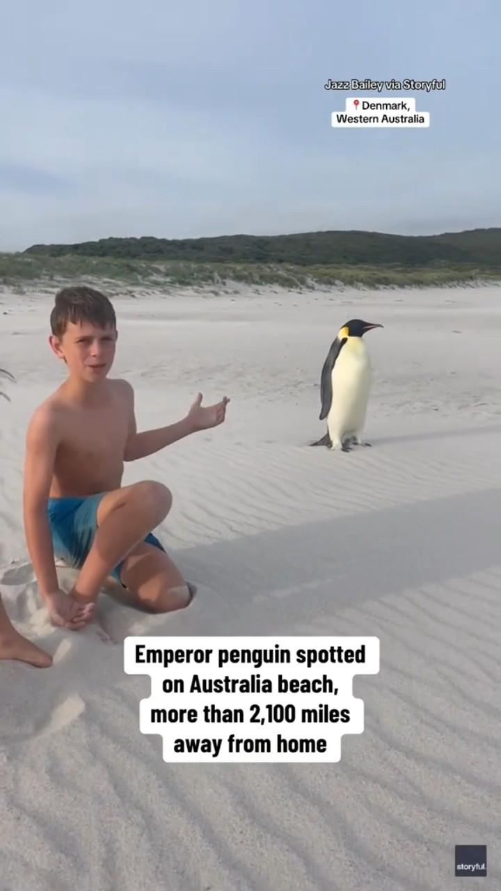 Emperor penguin spotted on Australian beach #shorts