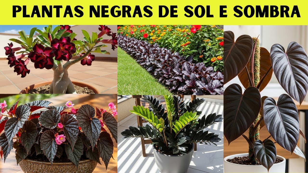 7 Plantas de Folhas NEGRAS que Você Precisa Conhecer
