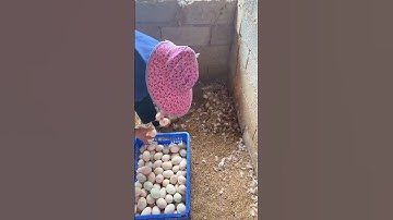 How to Raise Ducks & Egg Business - Poultry Business - Poultry Farm. #duck #farming #egg #funny