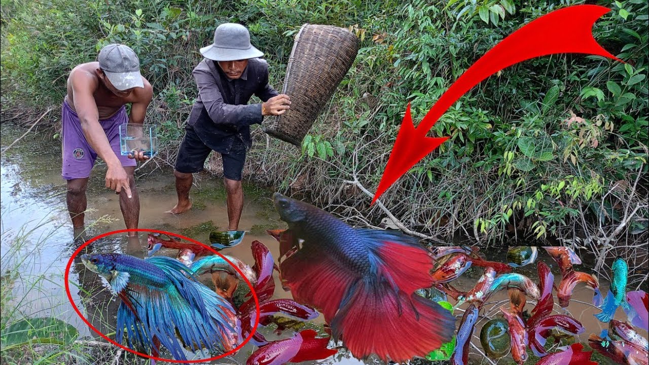 Top videos, unbelievable Betta Catch, a lucky place to find many ...