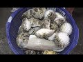 How to cut live  Pufferfish | Puffer Fish cutting -Taiwan street food